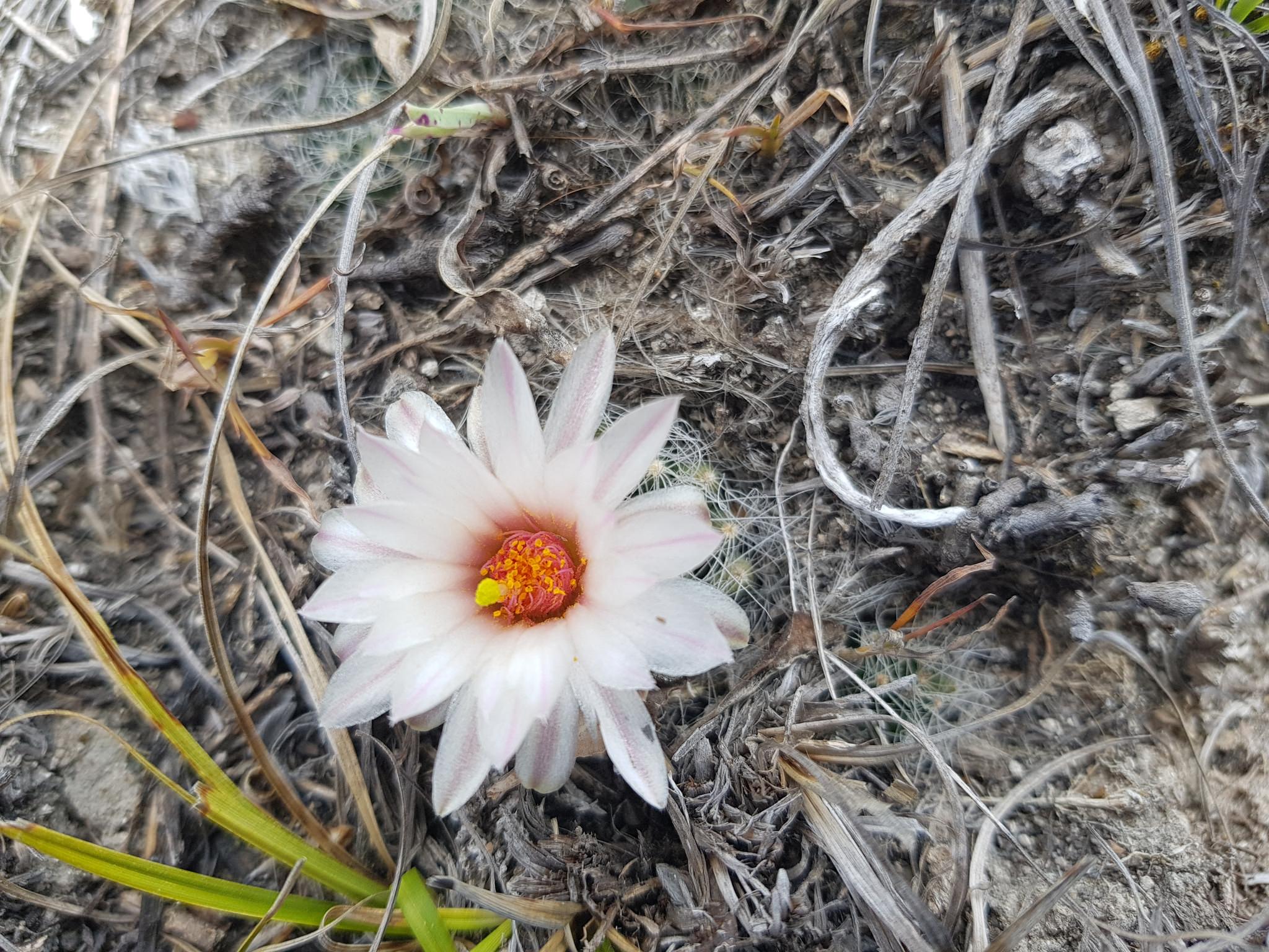 Mammillaria zephyranthoides